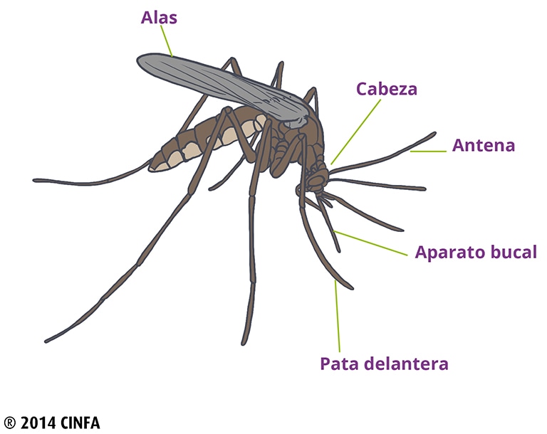 cuerpo del mosquito