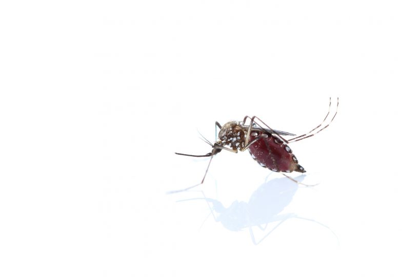¿Qué es el virus Chikungunya?