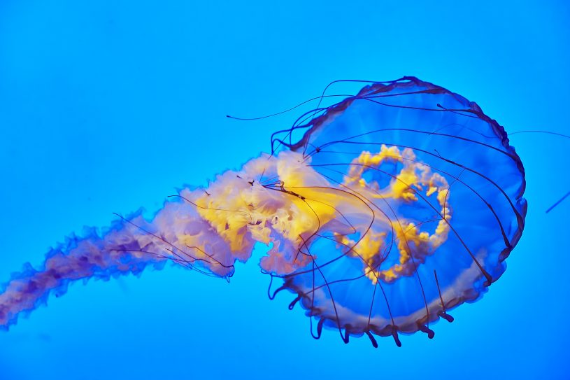 Tipos de medusas