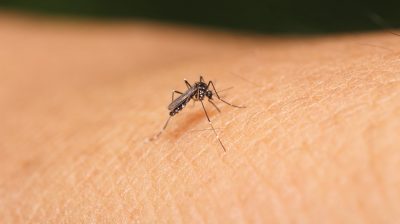 Algunos mosquitos pueden trasmitir enfermedades con sus picaduras.