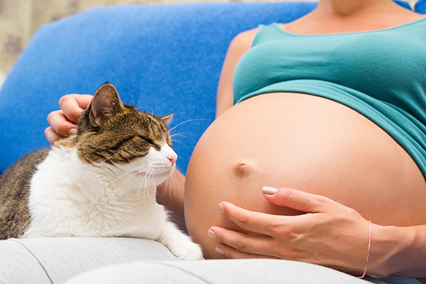 ¿Qué riesgo supone la toxoplasmosis en el embarazo? CinfaSalud
