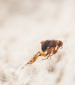 ¿Qué síntomas provoca la picadura de una pulga?