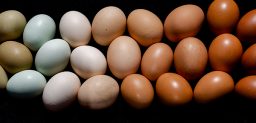 Los huevos crudos pueden contener la bacteria salmonella.