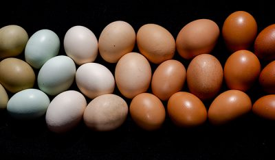 Los huevos crudos pueden contener la bacteria salmonella.