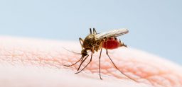 El dengue es transmitido por hembras infectadas de mosquitos.