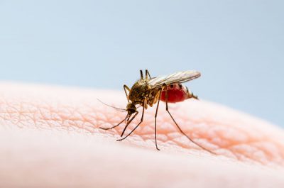 El dengue es transmitido por hembras infectadas de mosquitos.
