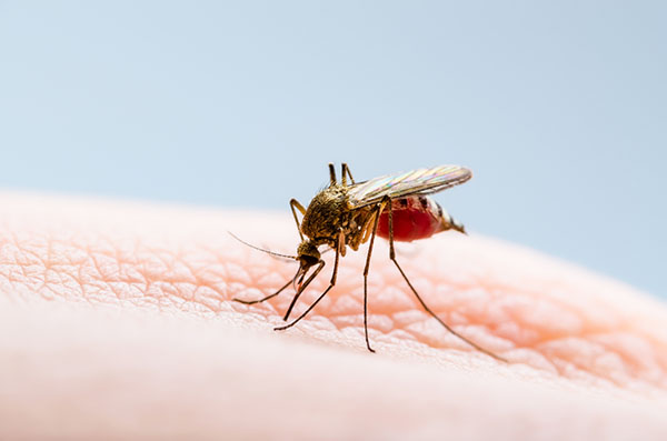 Cómo se transmite el dengue? Síntomas y tratamiento | CinfaSalud