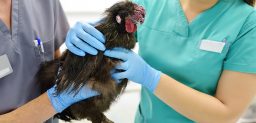 La gripe aviar es una enfermedad respiratoria en aves.