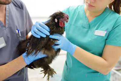 La gripe aviar es una enfermedad respiratoria en aves.