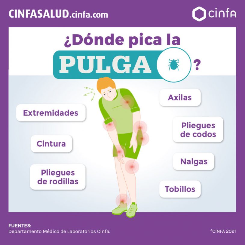 C mo Prevenir La Picadura De Pulga CinfaSalud C mo Prevenir La Picadura De Pulga CinfaSalud
