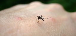 El virus del Nilo occidental se transmite mediante la picadura del mosquito común.