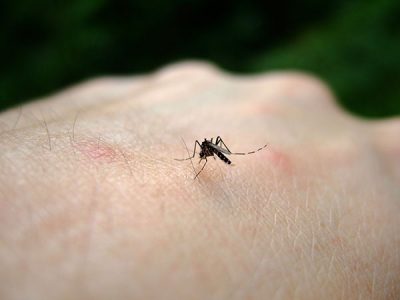 El virus del Nilo occidental se transmite mediante la picadura del mosquito común.