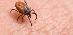 La enfermedad de Lyme es una infección que se contrae por la picadura de una garrapata.