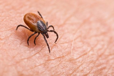 La enfermedad de Lyme es una infección que se contrae por la picadura de una garrapata.