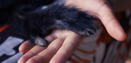 La viruela del mono es una infección rara causada por un virus género Ortopoxvirus, al que también pertenece el virus de la viruela.