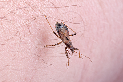 La enfermedad de Chagas afecta a entre 6 y 7 millones de personas en el mundo, la mayoría en América Latina.  