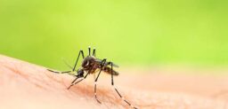 La fiebre amarilla solo está presente en las zonas tropicales del África subsahariana, Centroamérica y América del Sur.