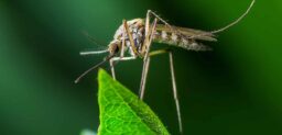 Las enfermedades tropicales son el grupo de patologías predominantemente infecciosas prevalentes en las regiones tropicales y subtropicales del planeta